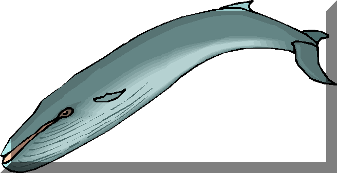 Blue Whale 